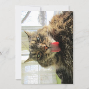 Carte Cute drôle Maine Coon Cat Licking