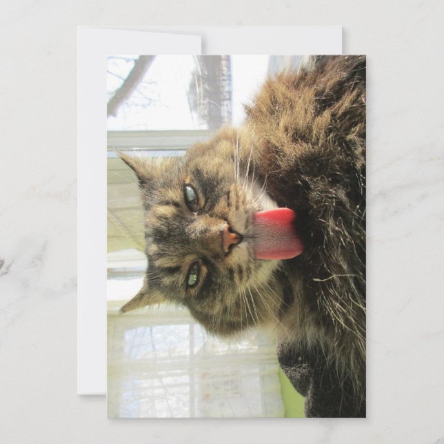 Carte Cute drôle Maine Coon Cat Licking (Devant)