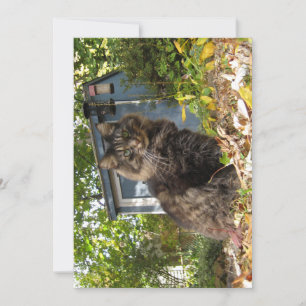 Carte Cute drôle Maine Coon Kitty Chat