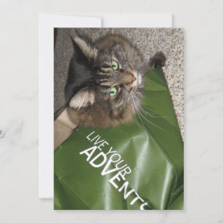 Carte Cute Funny Maine Coon Kitty Chat L'Aventurier