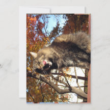 Cute Funny Maine Coon Kitty Délicieux