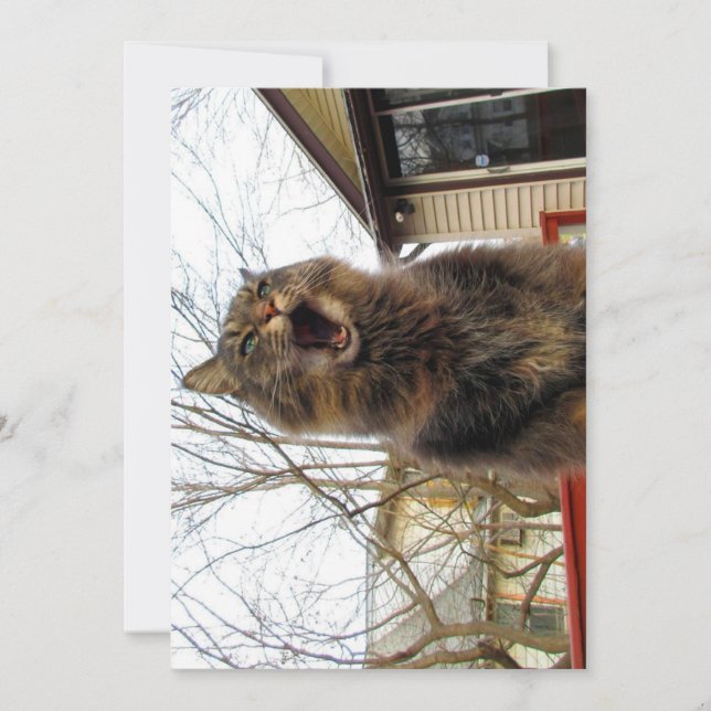 Carte Cute Funny Maine Coon Kitty Je suis une maison d'o (Devant)