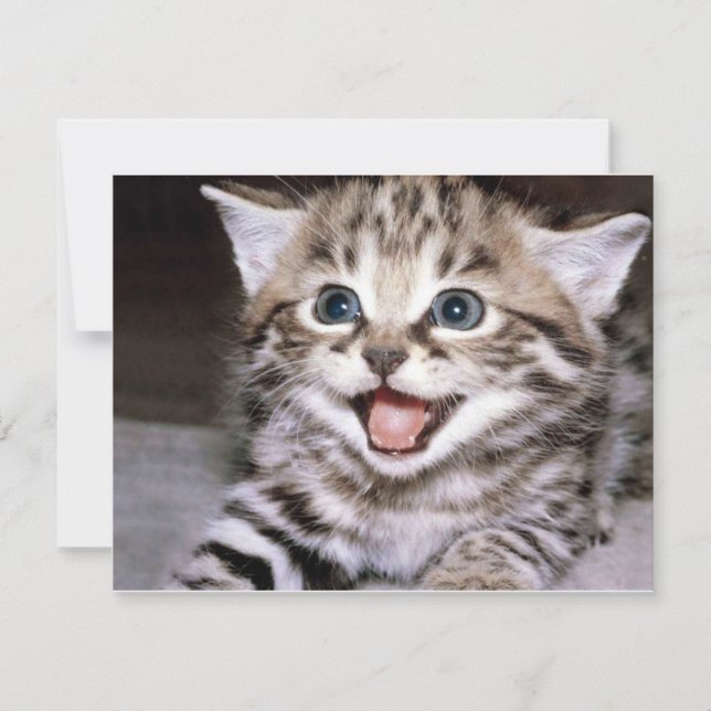 Carte Cute Kitten (Devant)