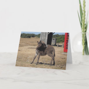 Carte Cute Petit Foin D'Âne