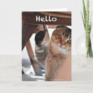 Carte Cute scottish fold noodles cat hello card