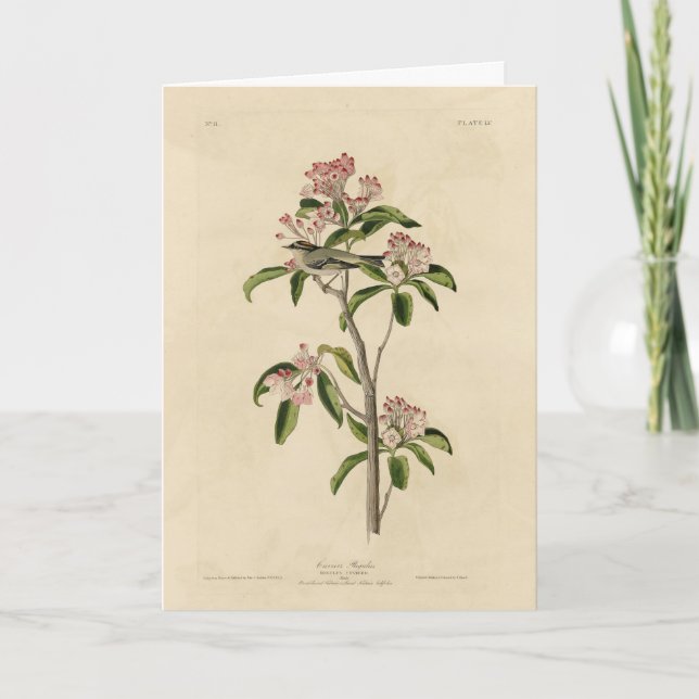 Carte Cuvier's Kinglet (Cuvier's Regulus) Audubon Birds (Devant)