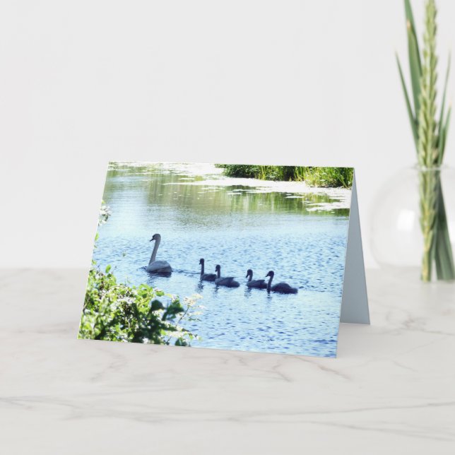 Carte Cygne avec cygnets sur la rivière (Devant)