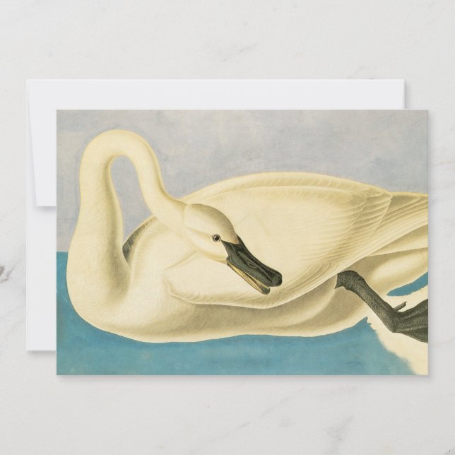 Carte Cygne trompette par John James Audubon, Oiseau vin (Devant)