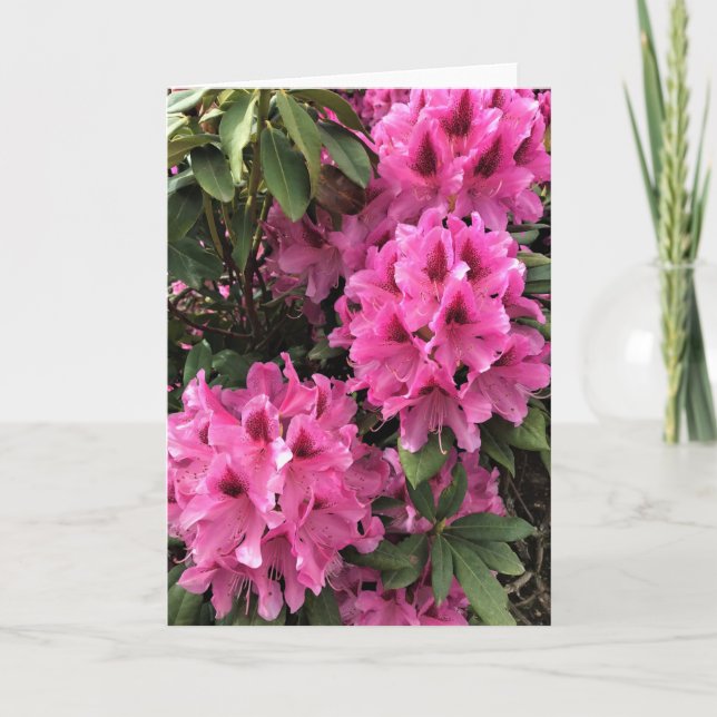 Carte Cynthia Rhododendrons, Oregon (Devant)