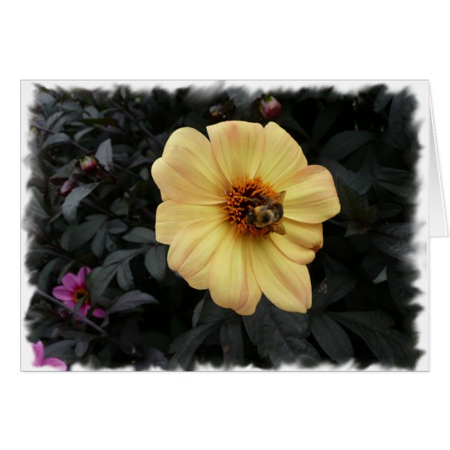 Carte d'abeille de marguerite (Devant horizontal)