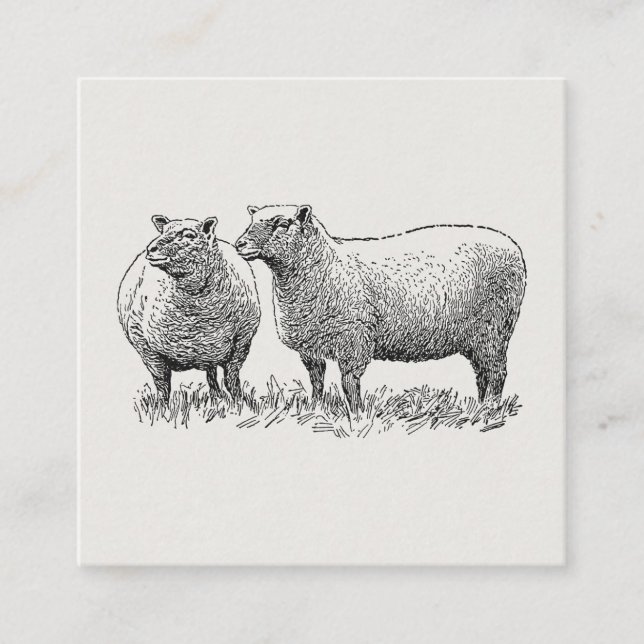 Carte D'accompagnement Deux moutons illustrés (Devant)