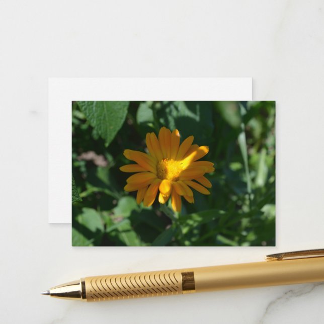Carte D'accompagnement Orange Pot Marigold Flower (Calendula officinalis) (Devant/Arrière en situation)