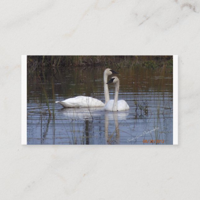 Carte D'accompagnement Paire de cygnes (Devant)