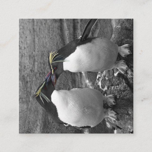 Carte D'accompagnement Penguin Colour Splash (Devant)