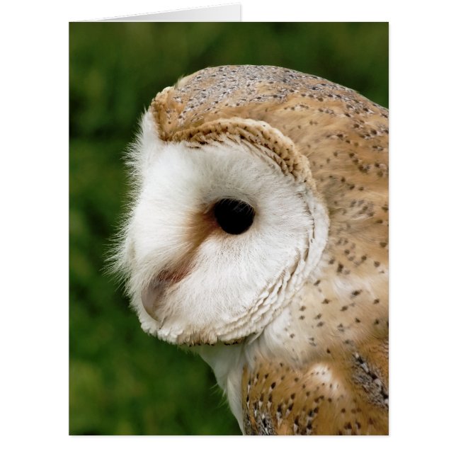 CARTE D'ACCUEIL BARN OWL (Devant)