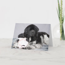 Carte d'accueil d'ours de Notta