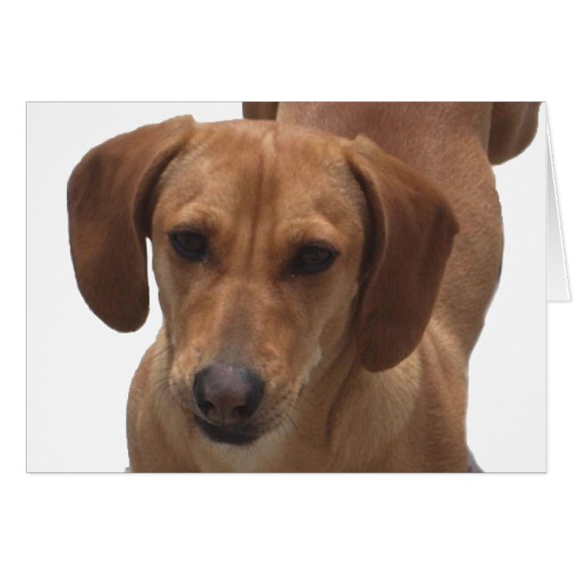 Carte Dachshund (Devant horizontal)