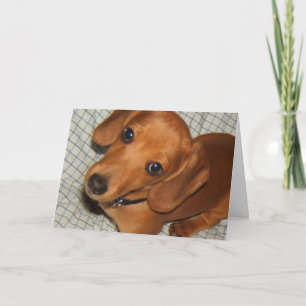 Carte Dachshund Pet Puppy Eyes
