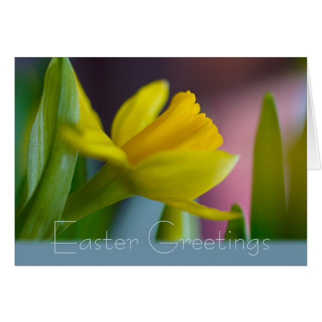 Carte Daffodil Narcissus CC1209 fleur de Pâques (Devant horizontal)