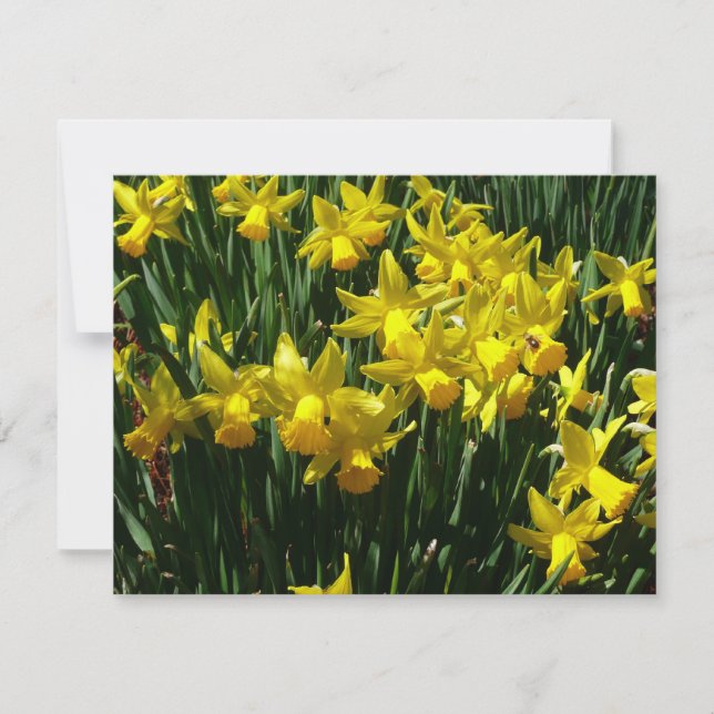 Carte Daffodiles Jaunes I Fleurs De Printemps Cheveux (Devant)