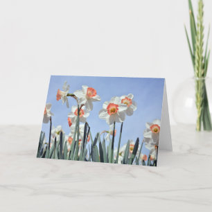 Carte Daffodiques en fleur