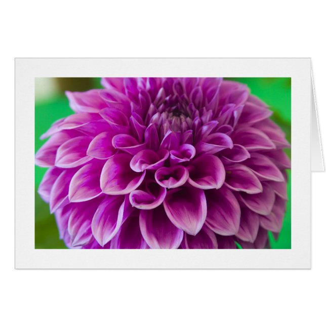 Carte, "Dahlia # 189" (Devant horizontal)