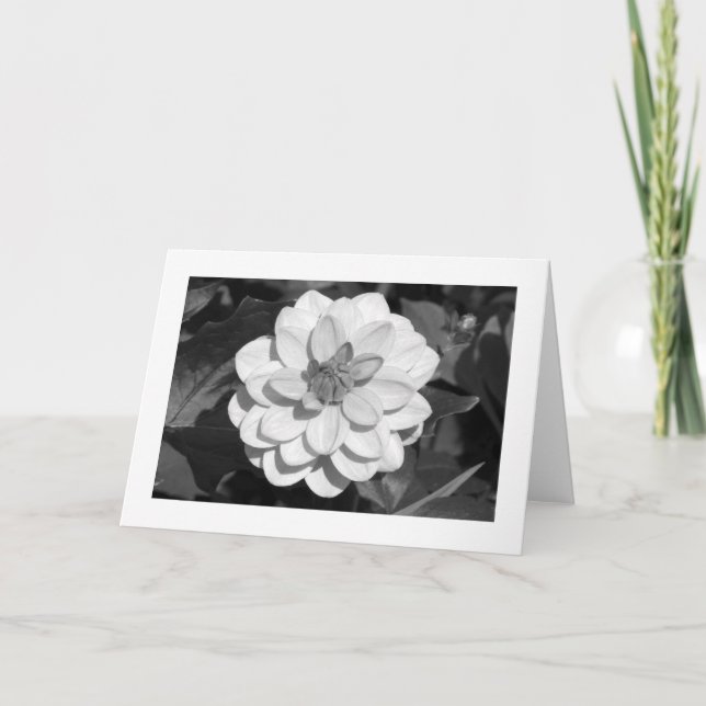 Carte Dahlia 'David Howard' (bordé) B&W (Devant)