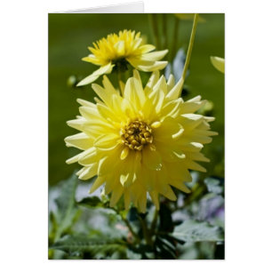 Carte Dahlia Jaune
