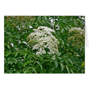 Carte d'airelle commune (Sambucus canadensis)