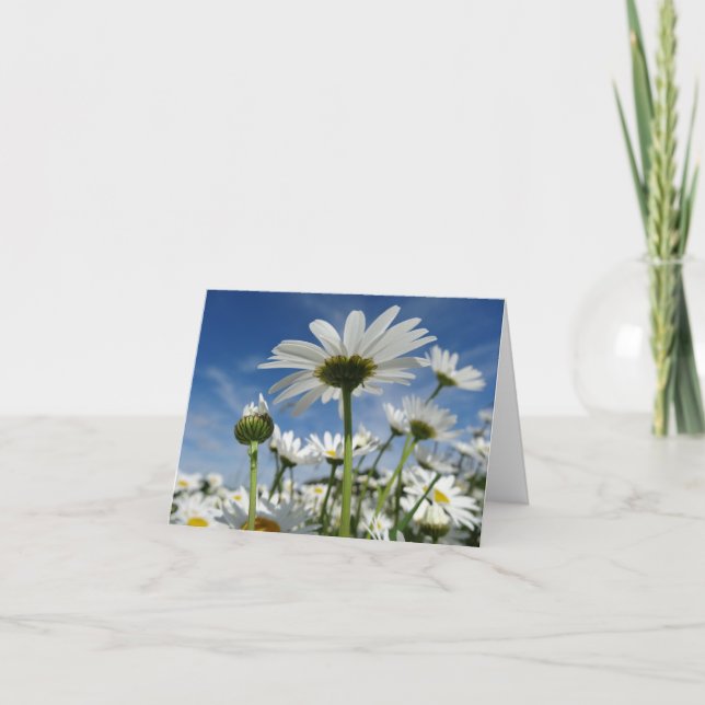 Carte Daisies Reaching for the Sky Postcard (Devant)