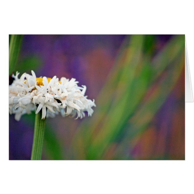 Carte Daisy 2 (Devant Horizontal)