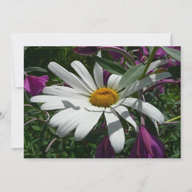 Carte Daisy and Fireweed Wildflower (Devant)