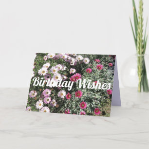 Carte Daisy Daisies Rose Rouge Fleurs Florales Anniversa
