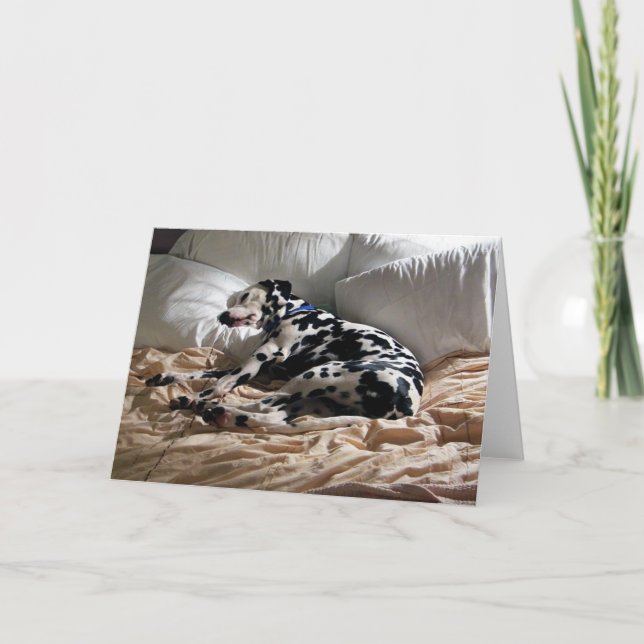 Carte Dalmate de sommeil (Devant)