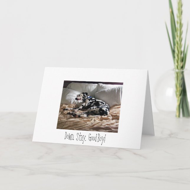 Carte Dalmate.  Vers le bas.  Séjour.  Bon garçon ! (Devant)