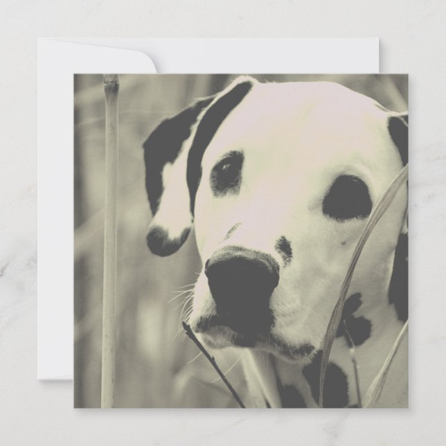 Carte Dalmatien (Devant)