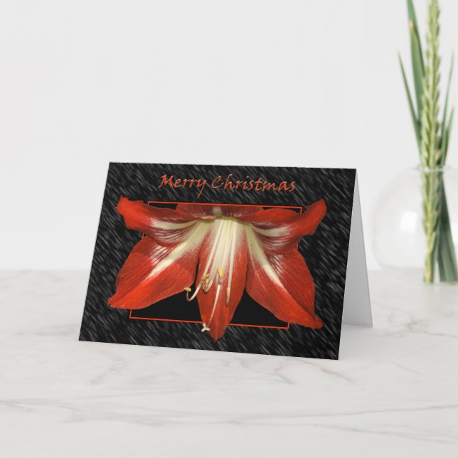 Carte d'amaryllis de Noël (Devant)