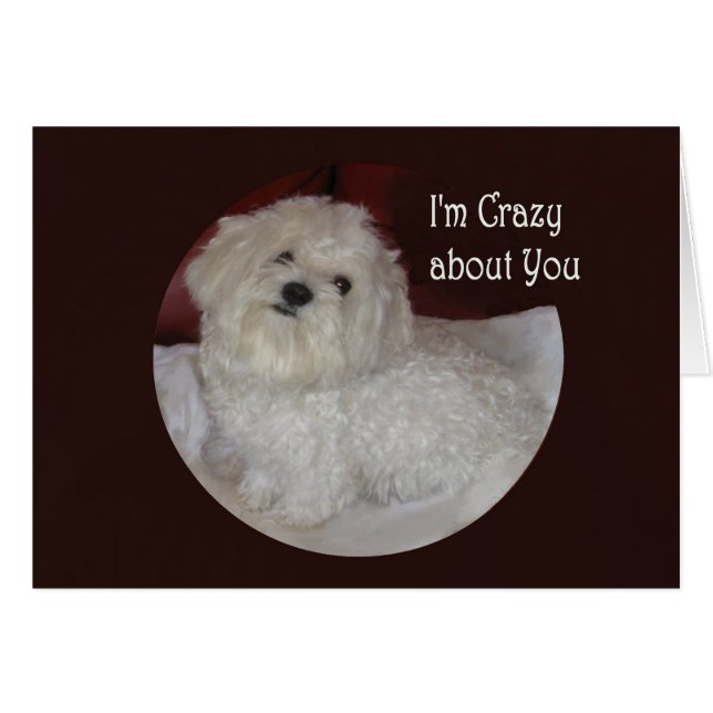 Carte d'amour Blank Maltese "I'm Crazy About You" (Devant horizontal)