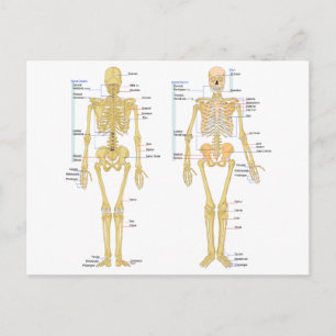Carte d'anatomie marquée du squelette humain