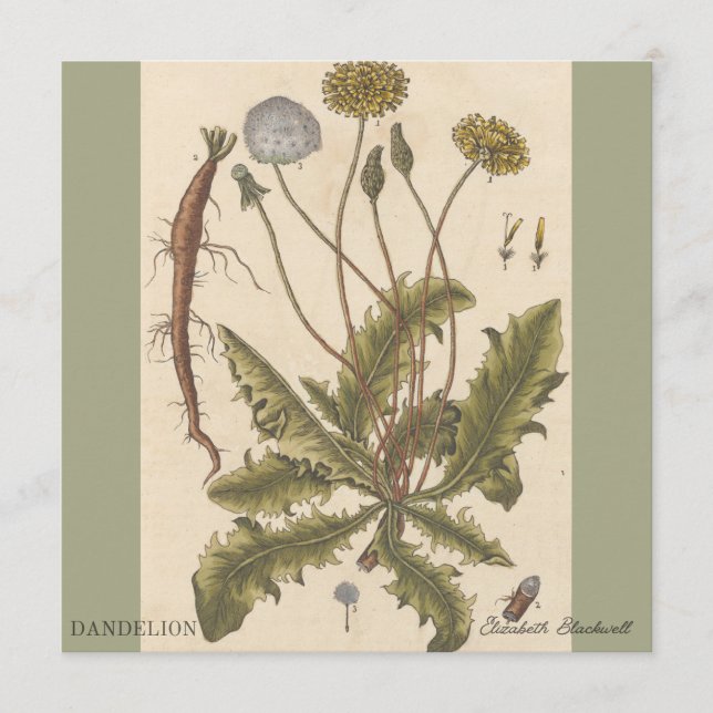 Carte Dandelion by Elizabeth Blackwell (Devant)