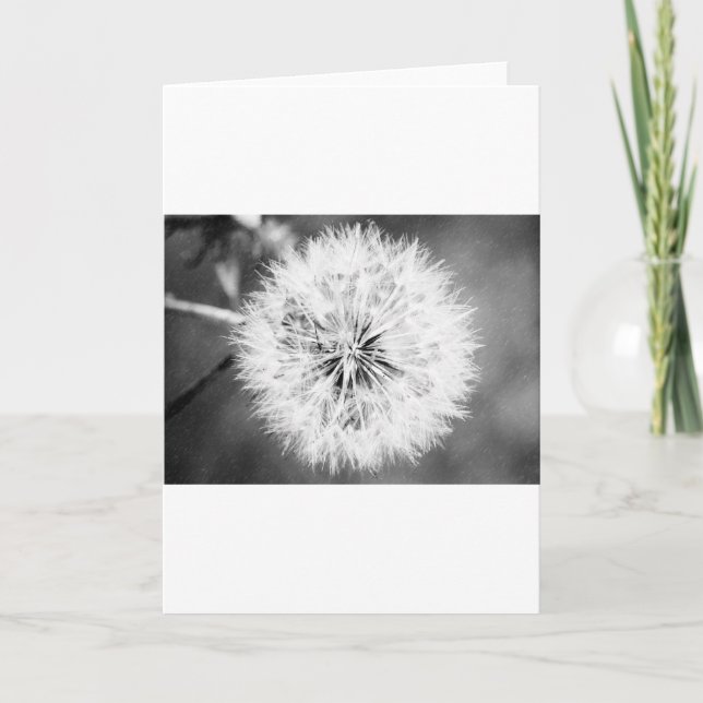 Carte Dandelion noir et blanc (Devant)
