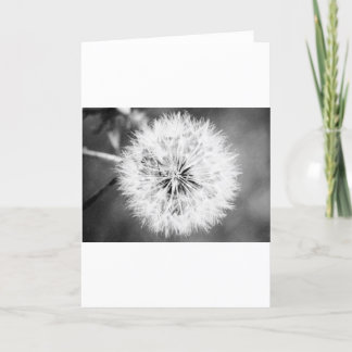 Carte Dandelion noir et blanc