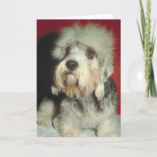 Carte Dandie Dinmont Terrier (Devant)
