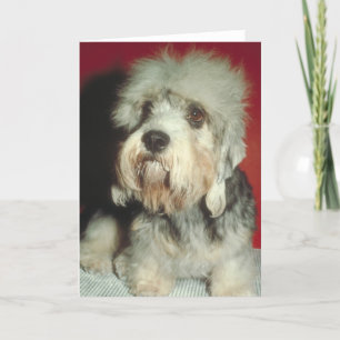 Carte Dandie Dinmont Terrier