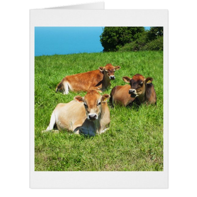 Carte d'animal pour vaches de trois Jersey (Devant)