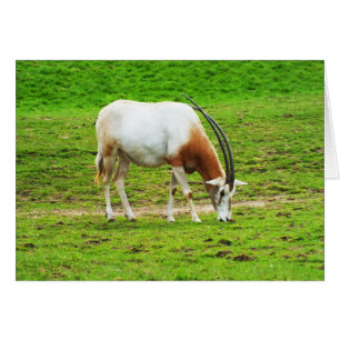 Carte d'animal Scimitar oryx