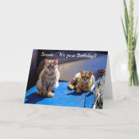 Carte d'anniversaire amusante : Chats sur une voit