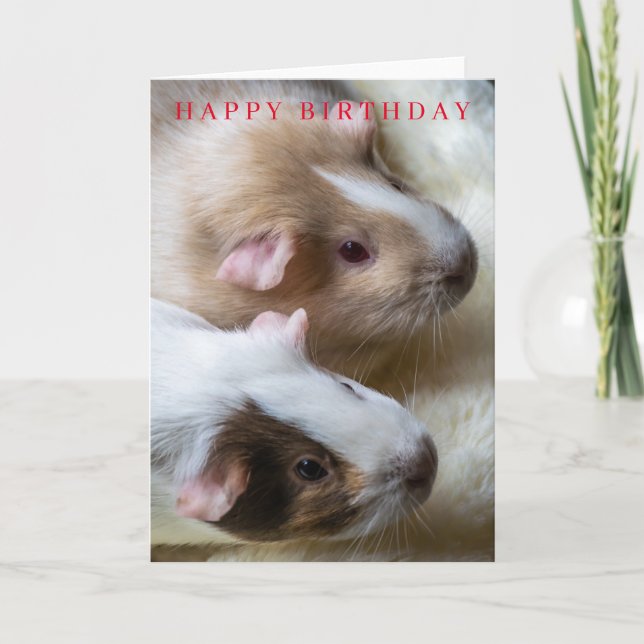Carte d'anniversaire aux cochons de Guinée (Devant)