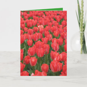 Carte d'anniversaire avec tulipe