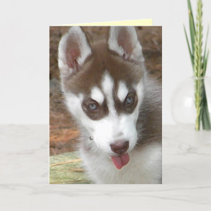 Carte d'anniversaire AW - Sibérie Husky
